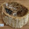 Waschbecken-fossiles-holz-nr-322