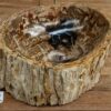 Waschbecken-fossiles-holz-nr-322