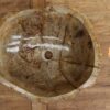 Waschbecken-versteinertes-holz-nr-331