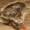 Waschbecken-versteinertes-holz-nr-422